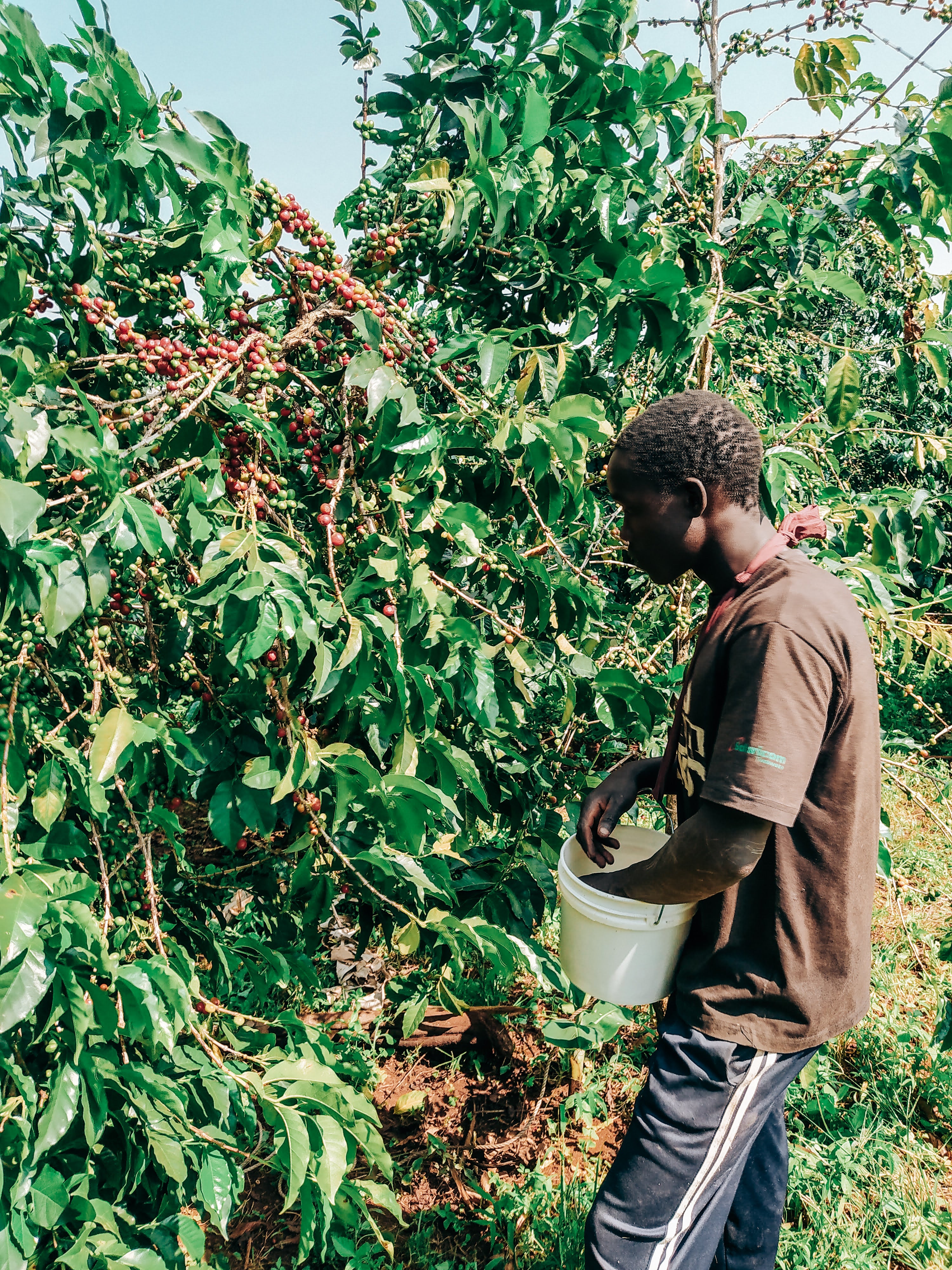 Fresh Beans, Ethical Roasting.
